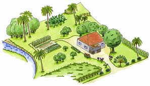 Réhabilitation de jardins créoles en Martinique