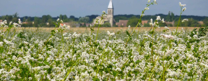 Économie vivante : la culture du blé noir en Bretagne