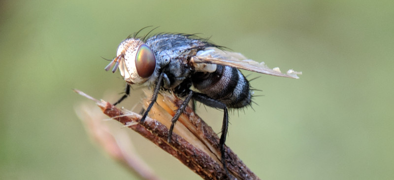Sa Majeste La Mouche Ecologie Humaine Sa Majeste La Mouche Ecologie Humaine