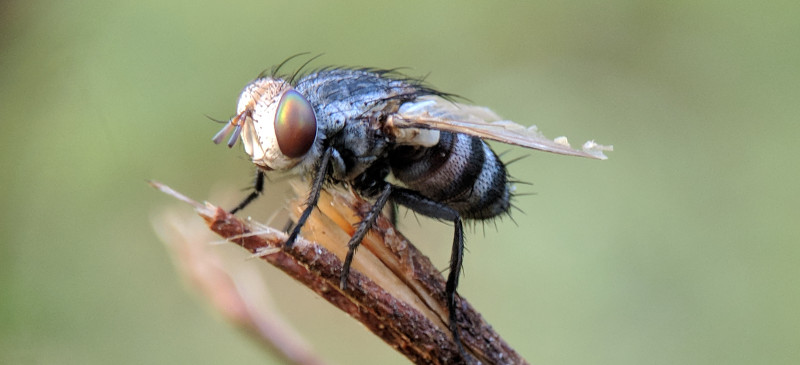 Piège à Insectes Collants,Plug-in Piège à Mouches,Anti Moucheron