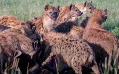 La hyène tachetée, cet animal sociable