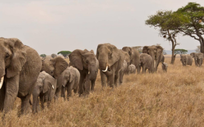 L’éléphant d’Afrique, future relique