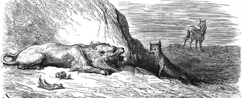 Le Loup dominant et la Renarde