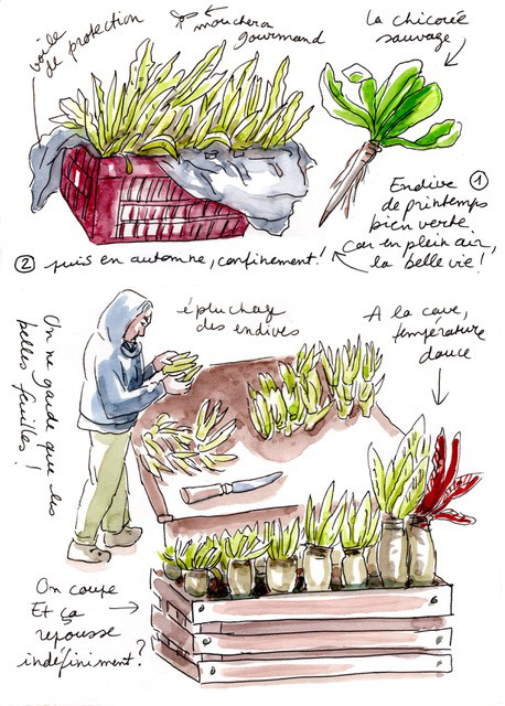 dessin original créé par Raphaèle Bernard Bacot pour illustrer la pousse d'endives