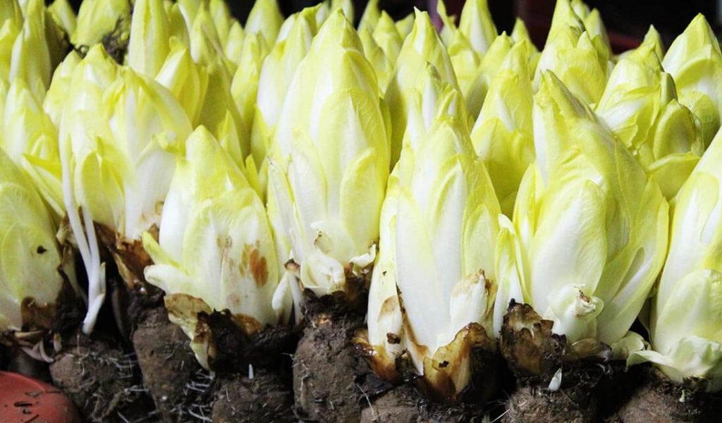 Endives