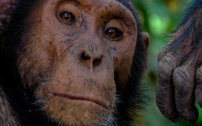Le chimpanzé, pas si fréquentable