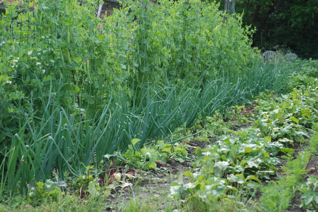 légumes du potager