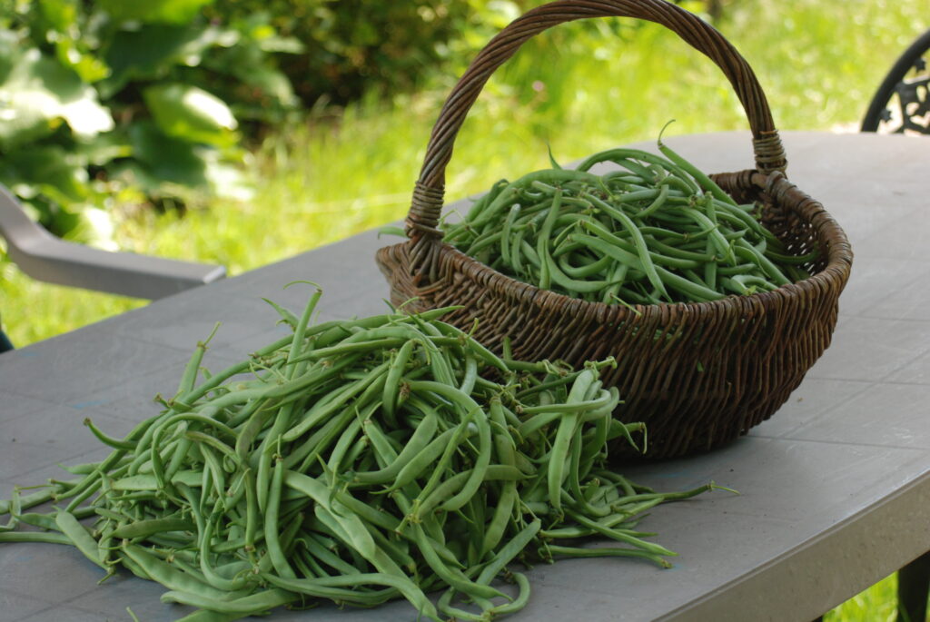 haricots du potager qui vont finir en conserves !