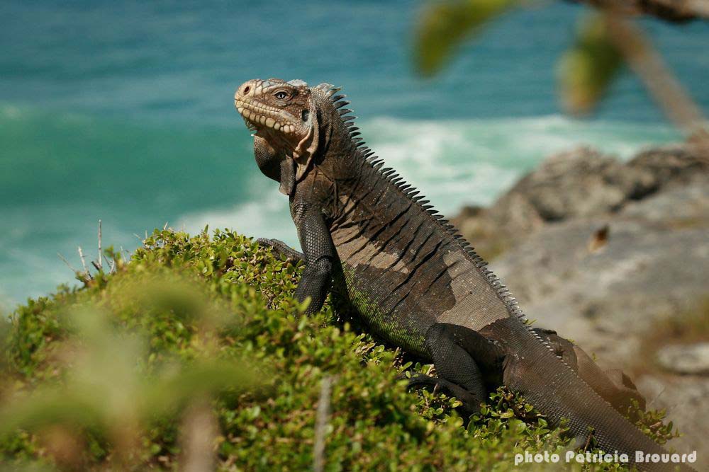Iguana delicatissima, iguane des petites Antilles, par Patricia Brouard