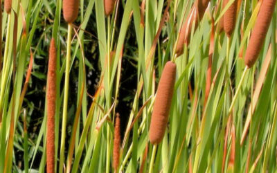 Typha latifolia : une plante sauvage à découvrir !