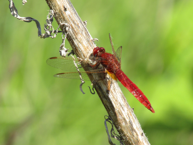 Crocothemis écarlate Crocothemis erythraea. Insectes par MAtthieu de Montecler