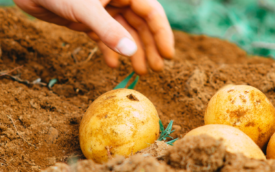 Récolter les pommes de terre : rien ne sert de se précipiter