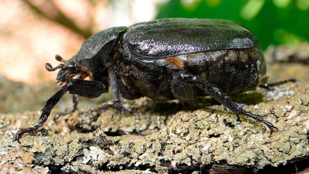 pique prune écologue 