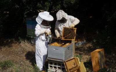 Autour de la ruche – Pascale Milliard, apicultrice