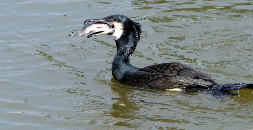 étangs cormoran