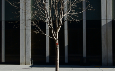 L’arbre en ville : un fournisseur de services écosystémiques stratégique #Webinar
