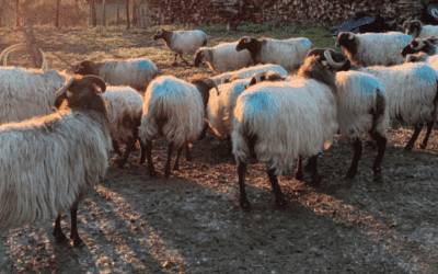 Reconstruire une filière laine en France : récit d’un engagement – Pascal Gautrand, Collectif Tricolor