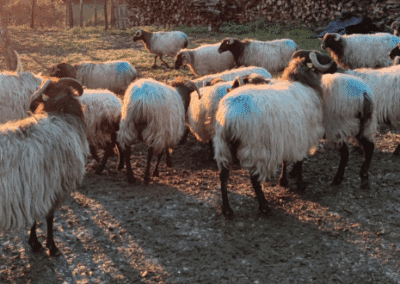 Reconstruire une filière laine en France : récit d’un engagement – Pascal Gautrand, Collectif Tricolor